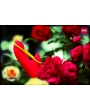AMORINO - ROSE / JAUNE FLUO